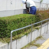 剪定